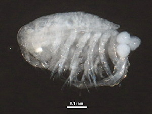  ( - NJPEL-00002)  @12 [ ] CreativeCommons - Attribution (2011) CBG Photography Group Centre for Biodiversity Genomics