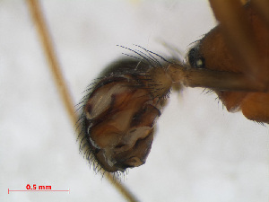  (Neriene furtiva - RMNH.ARA.12508)  @12 [ ] CreativeCommons - Attribution Non-Commercial Share-Alike (2012) Unspecified Naturalis, Biodiversity Centre