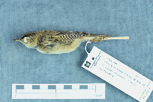  ( - ZMA.AVES.58278)  @13 [ ] CreativeCommons - Attribution Non-Commercial Share-Alike (2013) Unspecified Naturalis Biodiversity Center