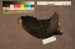  ( - ZMA.AVES.58784)  @11 [ ] CreativeCommons - Attribution Non-Commercial Share-Alike (2013) Unspecified Naturalis Biodiversity Center