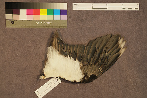  ( - ZMA.AVES.58784)  @11 [ ] CreativeCommons - Attribution Non-Commercial Share-Alike (2013) Unspecified Naturalis Biodiversity Center
