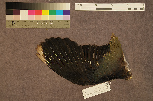 ( - ZMA.AVES.58785)  @11 [ ] CreativeCommons - Attribution Non-Commercial Share-Alike (2013) Unspecified Naturalis Biodiversity Center