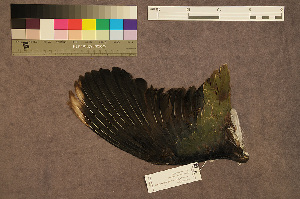 ( - ZMA.AVES.58787)  @11 [ ] CreativeCommons - Attribution Non-Commercial Share-Alike (2013) Unspecified Naturalis Biodiversity Center