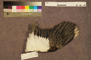  ( - ZMA.AVES.58787)  @11 [ ] CreativeCommons - Attribution Non-Commercial Share-Alike (2013) Unspecified Naturalis Biodiversity Center