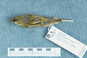  ( - ZMA.AVES.58809)  @13 [ ] CreativeCommons - Attribution Non-Commercial Share-Alike (2013) Unspecified Naturalis Biodiversity Center