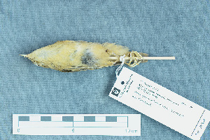  ( - ZMA.AVES.58809)  @13 [ ] CreativeCommons - Attribution Non-Commercial Share-Alike (2013) Unspecified Naturalis Biodiversity Center