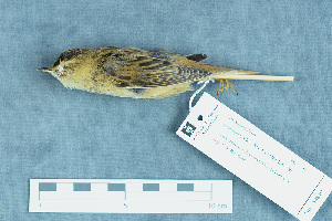  ( - ZMA.AVES.58810)  @13 [ ] CreativeCommons - Attribution Non-Commercial Share-Alike (2013) Unspecified Naturalis Biodiversity Center