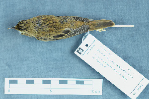  ( - ZMA.AVES.58862)  @13 [ ] CreativeCommons - Attribution Non-Commercial Share-Alike (2013) Unspecified Naturalis Biodiversity Center