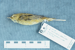  ( - ZMA.AVES.58862)  @13 [ ] CreativeCommons - Attribution Non-Commercial Share-Alike (2013) Unspecified Naturalis Biodiversity Center