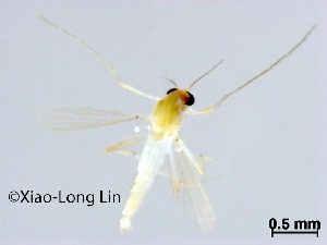  (Rheotanytarsus sp. 18XL - NLCH173)  @11 [ ] CreativeCommons-Attribution Non-Commercial Share-Alike (2021) Xiaolong Lin College of Life Sciences, Nankai University