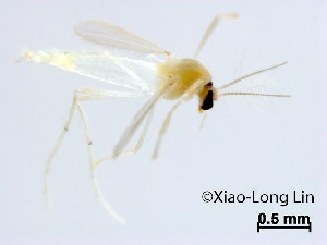  (Rheotanytarsus sp. 3XL - NLCH50)  @11 [ ] CreativeCommons-Attribution Non-Commercial Share-Alike (2021) Xiaolong Lin College of Life Sciences, Nankai University