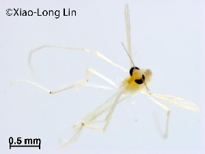  (Rheotanytarsus yui - NLCH59)  @11 [ ] CreativeCommons-Attribution Non-Commercial Share-Alike (2021) Xiaolong Lin College of Life Sciences, Nankai University