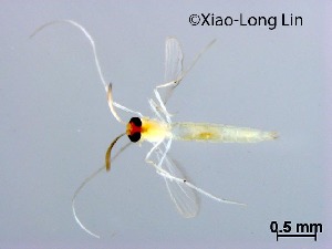  (Rheotanytarsus falcipedius - NLCH97)  @11 [ ] CreativeCommons-Attribution Non-Commercial Share-Alike (2021) Xiaolong Lin College of Life Sciences, Nankai University