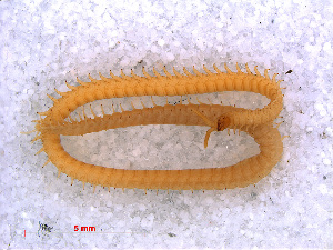  (Stigmatogaster subterraneus - RMNH.CHIL.695)  @11 [ ] CreativeCommons - Attribution Non-Commercial Share-Alike (2013) Unspecified Naturalis Biodiversity Center