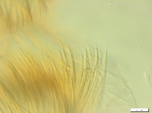  ( - RMNH.5070514)  @11 [ ] CreativeCommons - Attribution Non-Commercial Share-Alike (2017) Unspecified Naturalis Biodiversity Center