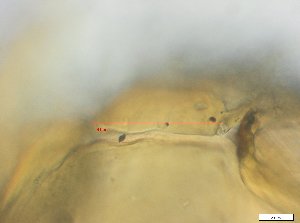  ( - RMNH.5070514)  @11 [ ] CreativeCommons - Attribution Non-Commercial Share-Alike (2018) Unspecified Naturalis Biodiversity Center