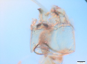  ( - RMNH.5091541)  @11 [ ] CreativeCommons - Attribution Non-Commercial Share-Alike (2018) Unspecified Naturalis Biodiversity Center