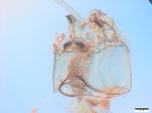  ( - RMNH.5091541)  @11 [ ] CreativeCommons - Attribution Non-Commercial Share-Alike (2018) Unspecified Naturalis Biodiversity Center