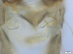  ( - RMNH.5091544)  @11 [ ] CreativeCommons - Attribution Non-Commercial Share-Alike (2018) Unspecified Naturalis Biodiversity Center