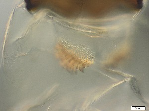  (Telmatogeton japonicus - RMNH.5091579)  @11 [ ] CreativeCommons - Attribution Non-Commercial Share-Alike (2018) Unspecified Naturalis Biodiversity Center