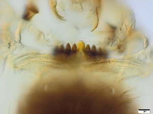  ( - RMNH.5091654)  @11 [ ] CreativeCommons - Attribution Non-Commercial Share-Alike (2018) Unspecified Naturalis Biodiversity Center