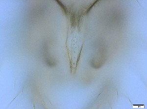  ( - RMNH.5091675)  @11 [ ] CreativeCommons - Attribution Non-Commercial Share-Alike (2018) Unspecified Naturalis Biodiversity Center
