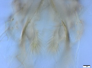  ( - RMNH.5091675)  @11 [ ] CreativeCommons - Attribution Non-Commercial Share-Alike (2018) Unspecified Naturalis Biodiversity Center