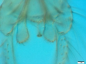  ( - RMNH.5091719)  @11 [ ] CreativeCommons - Attribution Non-Commercial Share-Alike (2018) Unspecified Naturalis Biodiversity Center
