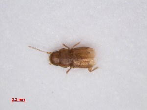  (Ptinella populicola - RMNH.INS.535106)  @12 [ ] CreativeCommons - Attribution Non-Commercial Share-Alike (2013) Unspecified Naturalis Biodiversity Center