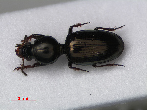  (Dyschirius thoracicus - RMNH.INS.535680)  @14 [ ] CreativeCommons - Attribution Non-Commercial Share-Alike (2012) Unspecified Naturalis, Biodiversity Centre