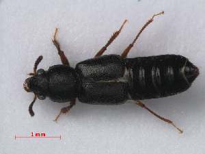  (Bledius pallipes - RMNH.INS.535712)  @13 [ ] CreativeCommons - Attribution Non-Commercial Share-Alike (2012) Unspecified Naturalis, Biodiversity Centre