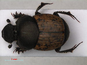  ( - RMNH.INS.535842)  @13 [ ] CreativeCommons - Attribution Non-Commercial Share-Alike (2012) Unspecified Naturalis, Biodiversity Centre