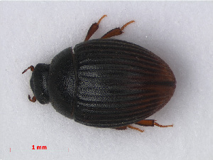  ( - RMNH.INS.535279)  @11 [ ] CreativeCommons - Attribution Non-Commercial Share-Alike (2012) Unspecified Naturalis, Biodiversity Centre