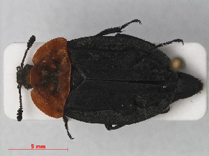  (Oiceoptoma thoracicum - RMNH.INS.535907)  @14 [ ] CreativeCommons - Attribution Non-Commercial Share-Alike (2012) Unspecified Naturalis, Biodiversity Centre