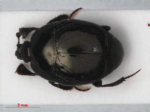  ( - RMNH.INS.535955)  @13 [ ] CreativeCommons - Attribution Non-Commercial Share-Alike (2012) Unspecified Naturalis, Biodiversity Centre