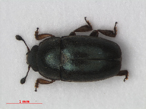  (Brassicogethes aeneus - RMNH.INS.535998)  @14 [ ] CreativeCommons - Attribution Non-Commercial Share-Alike (2012) Unspecified Naturalis, Biodiversity Centre