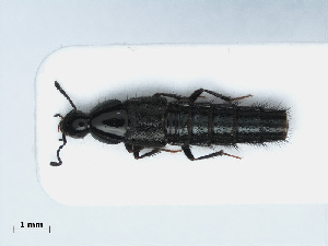  (Acylophorus glaberrimus - RMNH.INS.542496)  @11 [ ] CreativeCommons - Attribution Non-Commercial Share-Alike (2013) Unspecified Naturalis Biodiversity Center