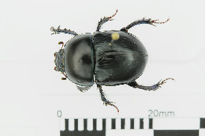  (Sericotrupes - RMNH.INS.542502)  @14 [ ] CreativeCommons - Attribution Non-Commercial Share-Alike (2013) Unspecified Naturalis Biodiversity Center