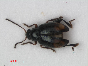  (Longitarsus holsaticus - RMNH.INS.536071)  @14 [ ] CreativeCommons - Attribution Non-Commercial Share-Alike (2012) Unspecified Naturalis, Biodiversity Centre