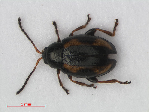  (Phyllotreta exclamationis - RMNH.INS.536076)  @14 [ ] CreativeCommons - Attribution Non-Commercial Share-Alike (2012) Unspecified Naturalis, Biodiversity Centre