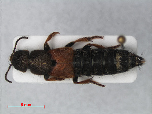  (Platydracus chalcocephalus - RMNH.INS.536115)  @14 [ ] CreativeCommons - Attribution Non-Commercial Share-Alike (2012) Unspecified Naturalis, Biodiversity Centre