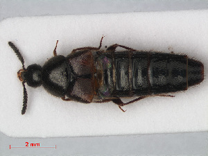  (Aleochara curtula - RMNH.INS.536187)  @13 [ ] CreativeCommons - Attribution Non-Commercial Share-Alike (2012) Unspecified Naturalis, Biodiversity Centre