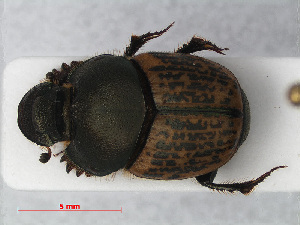  ( - RMNH.INS.536214)  @11 [ ] CreativeCommons - Attribution Non-Commercial Share-Alike (2012) Unspecified Naturalis, Biodiversity Centre