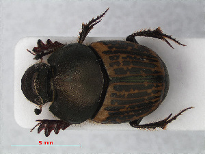  ( - RMNH.INS.536215)  @11 [ ] CreativeCommons - Attribution Non-Commercial Share-Alike (2012) Unspecified Naturalis, Biodiversity Centre