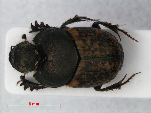  ( - RMNH.INS.536216)  @11 [ ] CreativeCommons - Attribution Non-Commercial Share-Alike (2012) Unspecified Naturalis, Biodiversity Centre