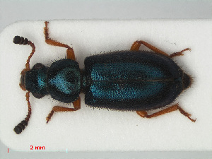  ( - RMNH.INS.536244)  @11 [ ] CreativeCommons - Attribution Non-Commercial Share-Alike (2012) Unspecified Naturalis, Biodiversity Centre