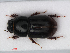  ( - RMNH.INS.536303)  @13 [ ] CreativeCommons - Attribution Non-Commercial Share-Alike (2012) Unspecified Naturalis, Biodiversity Centre
