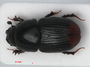  (Otophorus - RMNH.INS.536374)  @14 [ ] CreativeCommons - Attribution Non-Commercial Share-Alike (2012) Unspecified Naturalis, Biodiversity Centre