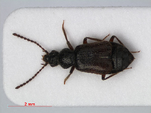  ( - RMNH.INS.536386)  @13 [ ] CreativeCommons - Attribution Non-Commercial Share-Alike (2012) Unspecified Naturalis, Biodiversity Centre