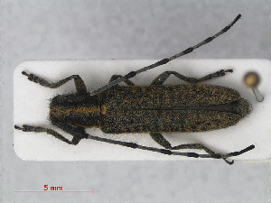  (Agapanthia villosoviridescens - RMNH.INS.536415)  @13 [ ] CreativeCommons - Attribution Non-Commercial Share-Alike (2012) Unspecified Naturalis, Biodiversity Centre